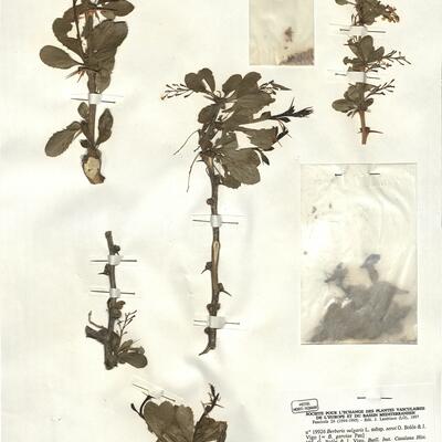 Berberis vulgaris L. subsp. seroi O. Bolòs & J. Vigo -  RO-HSepv 19926 photo