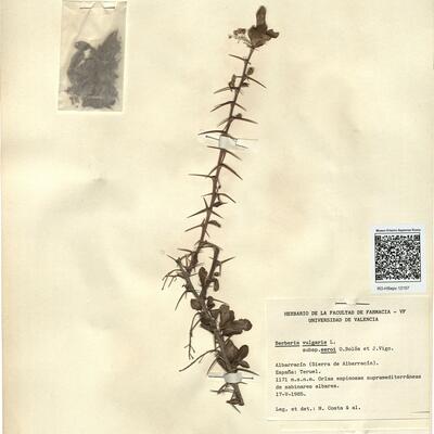 Berberis vulgaris L. subsp. seroi O. Bolòs & J. Vigo -  RO-HSepv 12157 photo