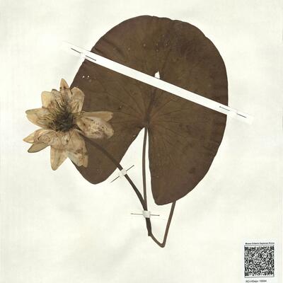 Nymphaea alba L. subsp. alba -  RO-HSepv 16894 photo