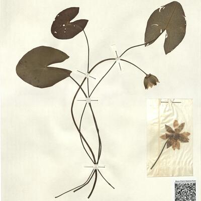 Nymphaea tetragona Georgi -  RO-HSepv 13047 photo