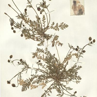 Papaver argemone L. subsp. nigrotinctum (Fedde) Kadereit -  RO-HSepv 15034 photo