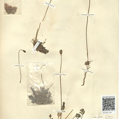 Papaver rhaeticum Leresche -  RO-HSepv 12161 photo