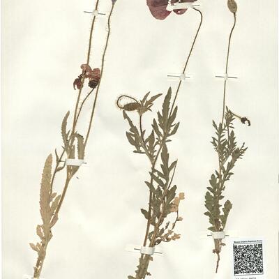 Papaver rhoeas L. -  RO-HSepv 16023 photo