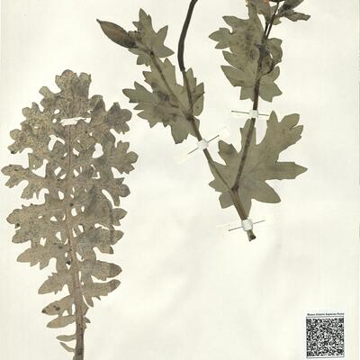 Glaucium flavum Crantz -  RO-HSepv 14051 photo