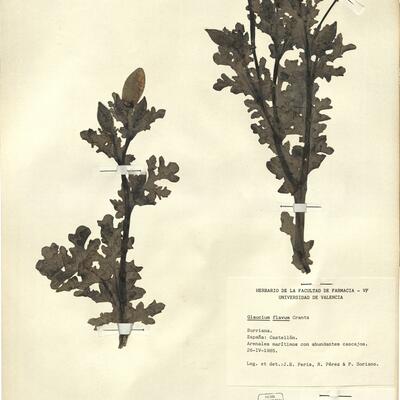 Glaucium flavum Crantz -  RO-HSepv 12160 photo