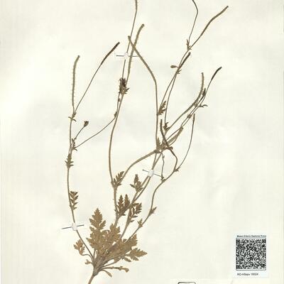 Roemeria hybrida (L.) DC. subsp. dodecandra (Forssk.) Maire -  RO-HSepv 16024 photo