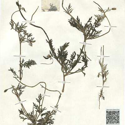 Roemeria hybrida (L.) DC. subsp. hybrida -  RO-HSepv 17916 photo