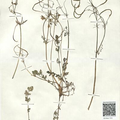 Hypecoum imberbe Sm. -  RO-HSepv 17915 photo