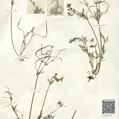 Hypecoum imberbe Sibth. & Sm. -  RO-HSepv 14052 photo