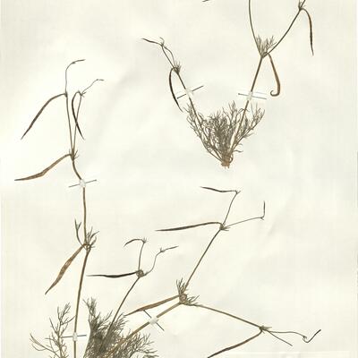 Hypecoum pendulum L. -  RO-HSepv 16022 photo