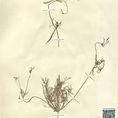 Hypecoum pendulum L. -  RO-HSepv 13083 photo