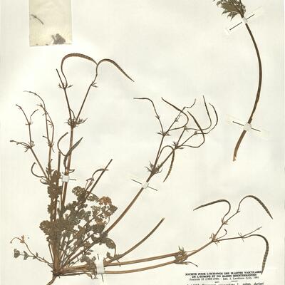 Hypecoum procumbens L. subsp. duriaei (Pomel) Batt. var. duriaei -  RO-HSepv 14053 photo