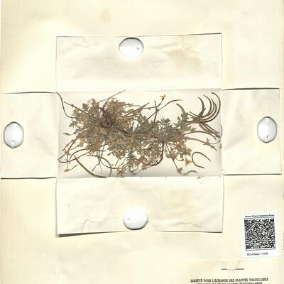 Hypecoum procumbens L.  -  RO-HSepv 11238 photo