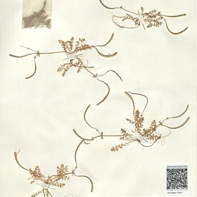 Hypecoum torulosum Å. Dahl  -  RO-HSepv 15033 photo