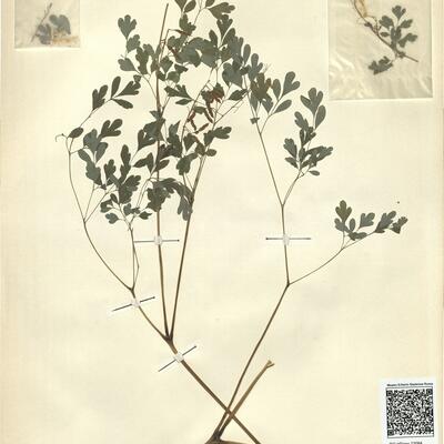 Pseudofumaria alba (Mill.) Lidén subsp. alba  -  RO-HSepv 13084 photo