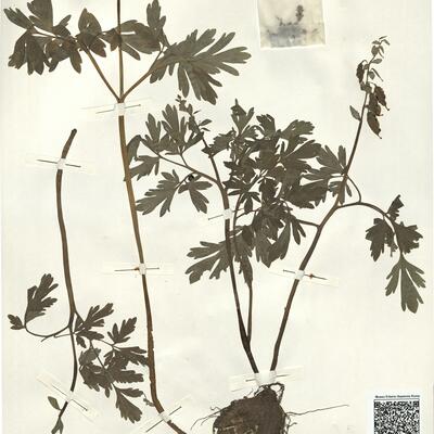 Corydalis cava (L.) Schweigg. & Koerte -  RO-HSepv 15031 photo