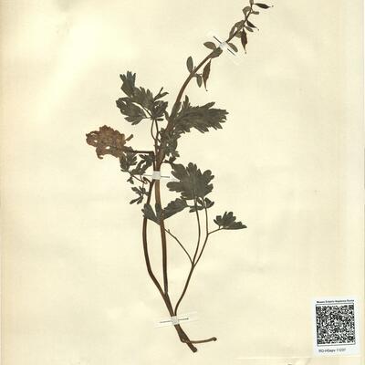 Corydalis bulbosa (L.) DC. subsp. bulbosa -  RO-HSepv 11237 photo