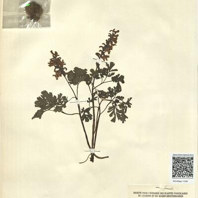 Corydalis bulbosa (L.) DC. subsp. bulbosa -  RO-HSepv 11236 photo