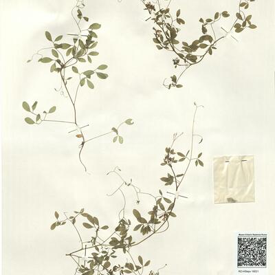 Ceratocapnos claviculata (L.) Lidén subsp. claviculata -  RO-HSepv 16021 photo