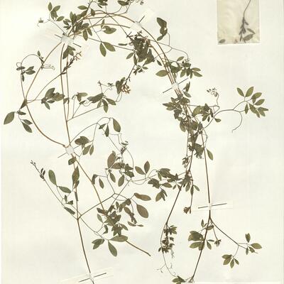 Ceratocapnos claviculata (L.) Lidén subsp. claviculata -  RO-HSepv 15030 photo