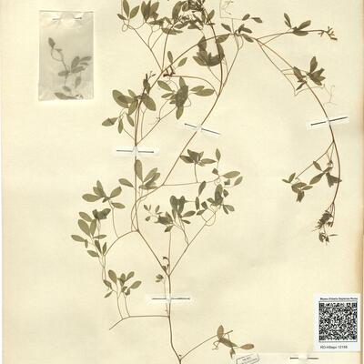 Corydalis claviculata (L.) DC. subsp. claviculata -  RO-HSepv 12158 photo