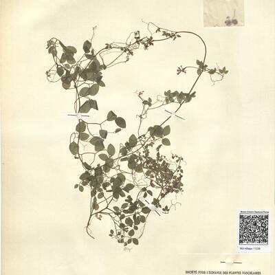 Ceratocapnos heterocarpa Durieu -  RO-HSepv 11235 photo