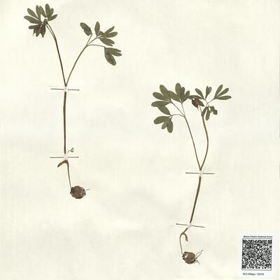 Corydalis intermedia (L.) Mérat -  RO-HSepv 13078 photo