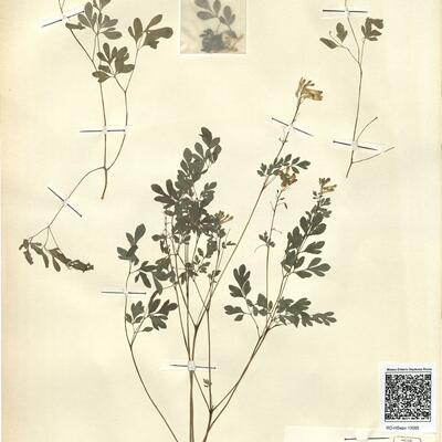 Pseudofumaria lutea (L.) Borkh. -  RO-HSepv 13085 photo