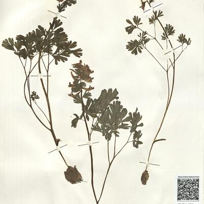 Corydalis solida (L.) Clairv. subsp. solida -  RO-HSepv 14047 photo