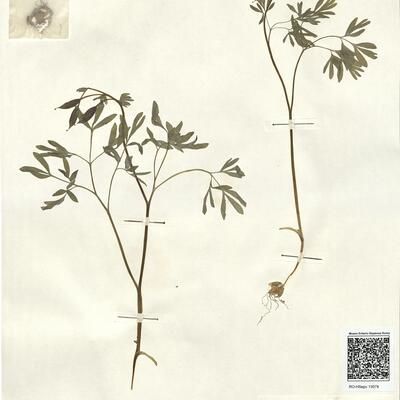 Corydalis solida (L.) Swartz subsp. solida -  RO-HSepv 13079 photo