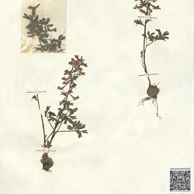 Corydalis solida (L.) Swartz subsp. solida -  RO-HSepv 13080 photo