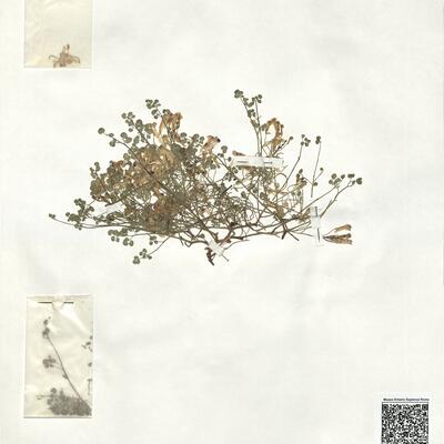 Sarcocapnos enneaphylla (L.) DC. -  RO-HSepv 18980 photo