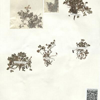 Sarcocapnos enneaphylla (L.) DC. -  RO-HSepv 17917 photo