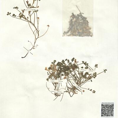 Sarcocapnos enneaphylla (L.) DC. -  RO-HSepv 16933 photo