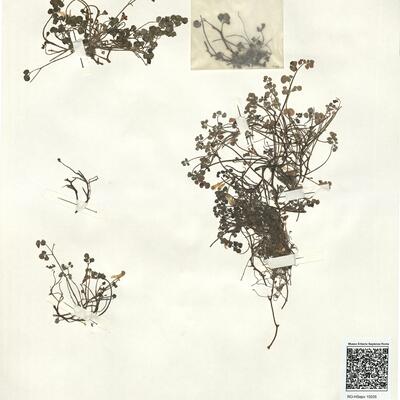 Sarcocapnos enneaphylla (L.) DC. -  RO-HSepv 15035 photo