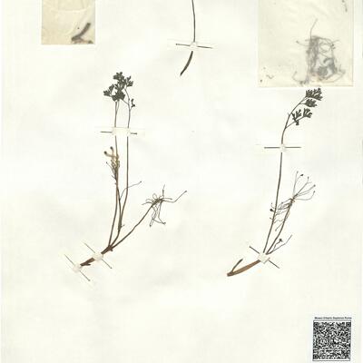 Rupicapnos africana (Lam.) Pomel subsp. decipiens (Pugsl.) Maire -  RO-HSepv 16932 photo