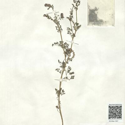 Fumaria bracteosa Pomel -  RO-HSepv 16927 photo