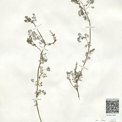 Fumaria densiflora DC. -  RO-HSepv 18978 photo