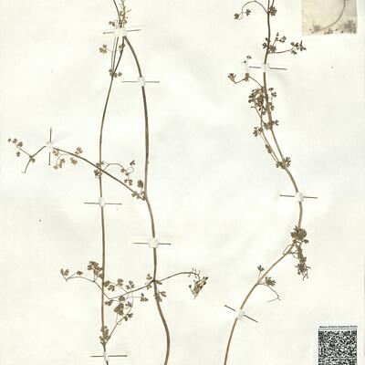 Fumaria capreolata L. subsp. capreolata -  RO-HSepv 16929 photo