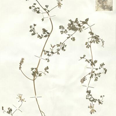 Fumaria capreolata L. subsp. capreolata -  RO-HSepv 16928 photo