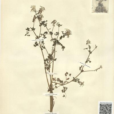 Fumaria capreolata L. subsp. capreolata -  RO-HSepv 13081 photo