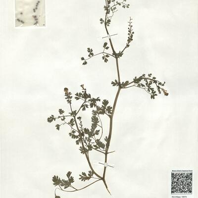 Fumaria macrocarpa Parl. subsp. macrocarpa -  RO-HSepv 18979 photo