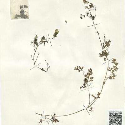 Fumaria macrosepala Boiss. -  RO-HSepv 15032 photo