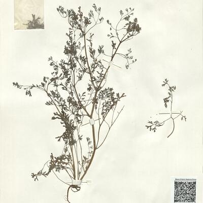 Fumaria officinalis L. -  RO-HSepv 14050 photo