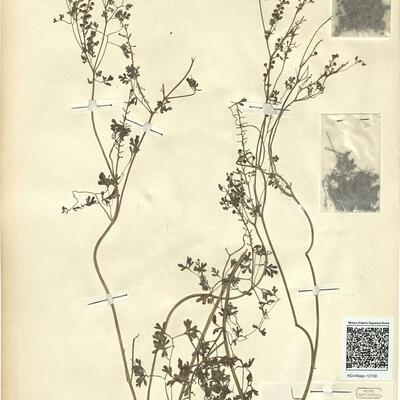 Fumaria officinalis L. -  RO-HSepv 12159 photo