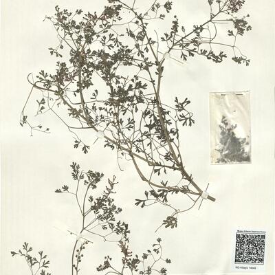 Fumaria officinalis L. subsp. officinalis -  RO-HSepv 14049 photo