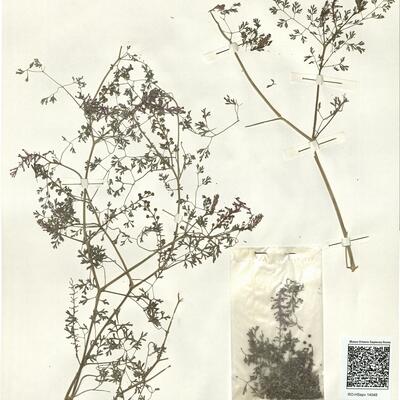 Fumaria officinalis L. subsp. officinalis -  RO-HSepv 14048 photo