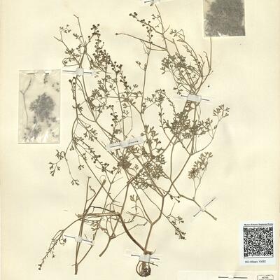 Fumaria officinalis L. subsp. wirtgenii (Koch) P.D. Sell -  RO-HSepv 13082 photo