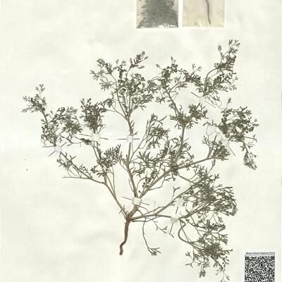 Fumaria schleicheri Soyer-Will. -  RO-HSepv 16930 photo