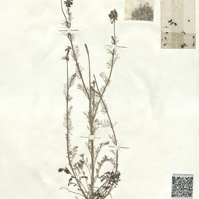 Platycapnos tenuiloba Pomel subsp. tenuiloba -  RO-HSepv 16931 photo